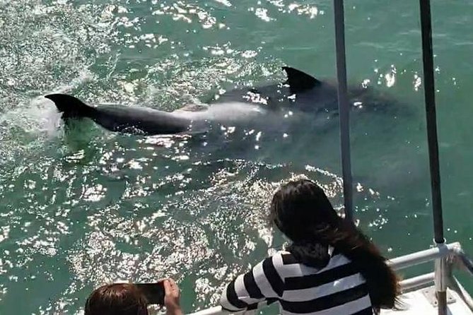 Eco and Dolphin Watch Tour of South Padre Island - Finding Atlantic bottlenose dolphins: how the spotting game works