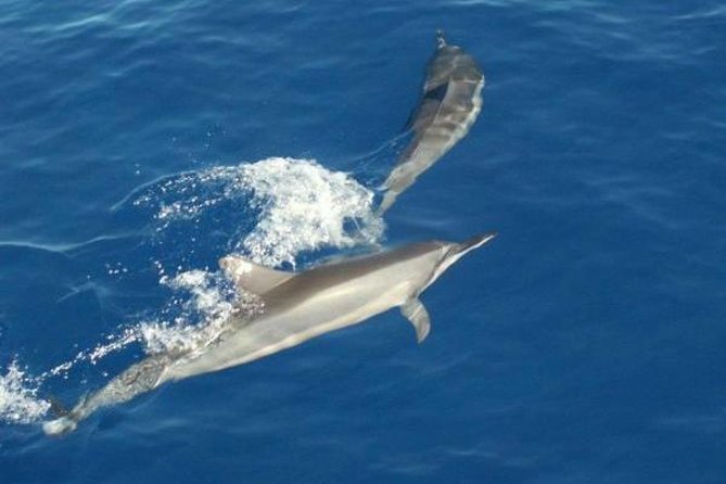 Eco and Dolphin Watch Tour of South Padre Island - Onboard comfort: seating, sun, and what to bring for 90 minutes