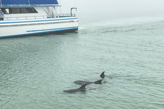 Eco and Dolphin Watch Tour of South Padre Island - Price and value: is $19.48 a smart buy?