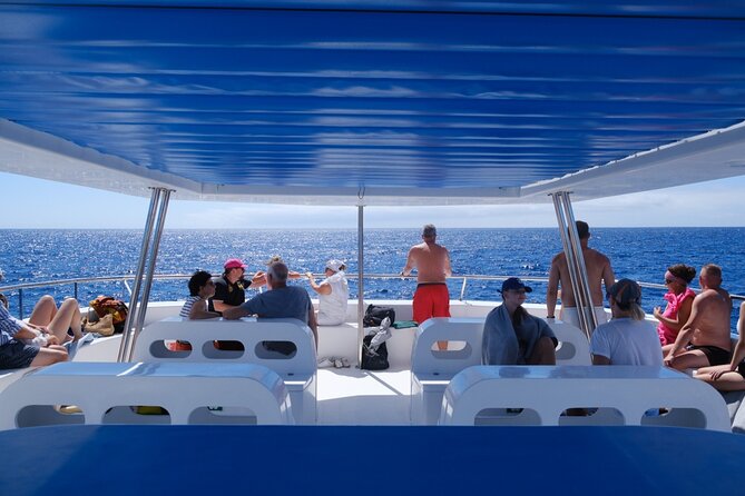 Eco-Friendly Catamaran Dolphin and Whale Watching - Key things to know before you go