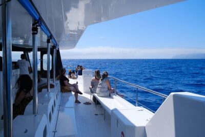 Eco-Friendly Catamaran Dolphin and Whale Watching - From Funchal offshore: the wildlife phase (and what you’re actually hunting)