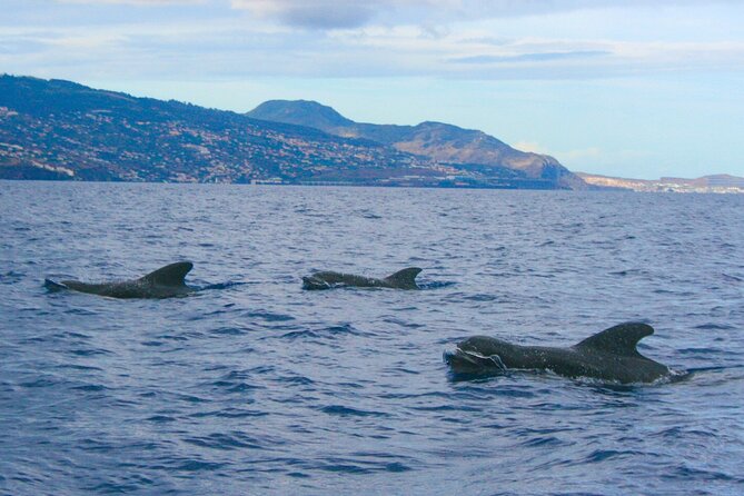 Eco-Friendly Catamaran Dolphin and Whale Watching - Comfort, onboard bar, and the swim option
