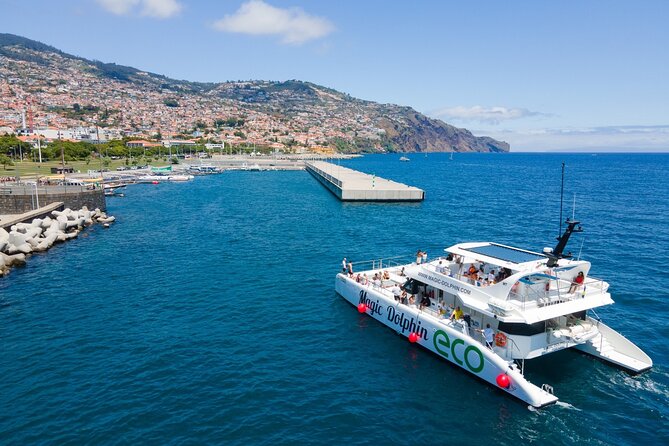Eco-Friendly Catamaran Dolphin and Whale Watching - Price and value: does $42.34 make sense for 3 hours at sea?