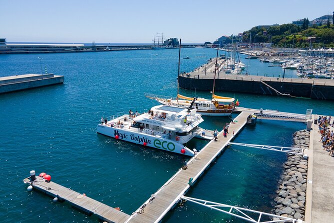 Eco-Friendly Catamaran Dolphin and Whale Watching - Who should book this tour (and who should plan around it)
