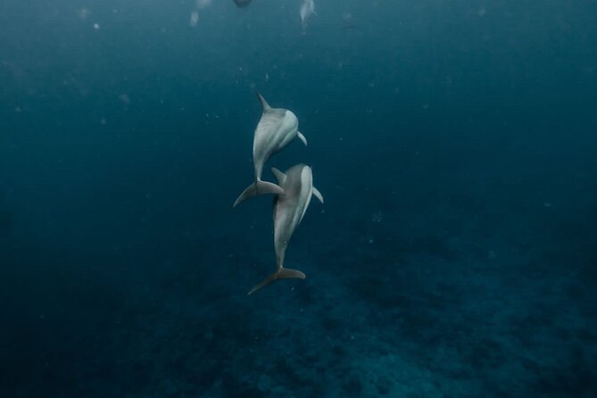 Eco-friendly Dolphin Watching Tour in Mauritius - Why the mix of wildlife, snorkel, and landmarks works