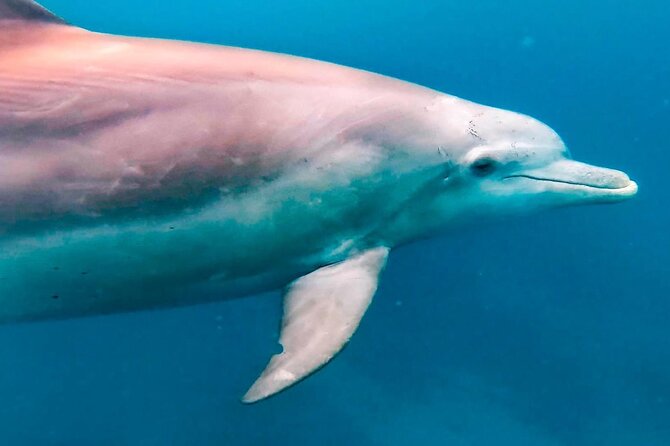 Eco-friendly Dolphin Watching Tour in Mauritius - Finding dolphins (and sometimes whales): it’s all about timing