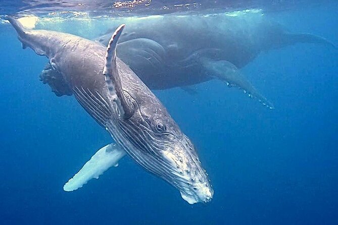 Eco-friendly Dolphin Watching Tour in Mauritius - Snorkeling in the lagoon: the best part is getting in