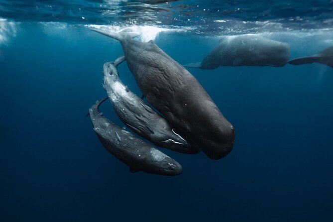 Eco-friendly Dolphin Watching Tour in Mauritius - The boat breakfast: a small meal that changes the mood