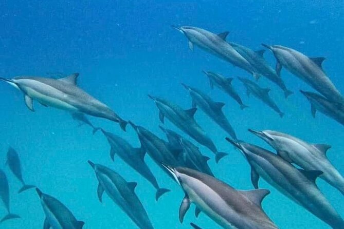 Eco-friendly Dolphin Watching Tour in Mauritius - Crystal Rock: a natural stop that adds meaning to the ride