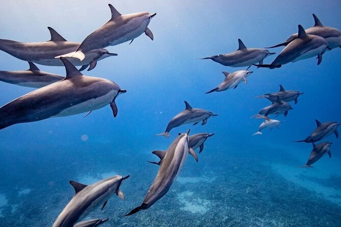 Eco-Raft Tour: Maui-Lanai Snorkel / Dolphin Watch (Semi-Private) - Key Things I’d Prioritize Before Booking