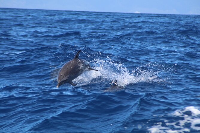 Eco-Raft Tour: Maui-Lanai Snorkel / Dolphin Watch (Semi-Private) - Dolphins, Marine Education, and Seasonal Wildlife Chances