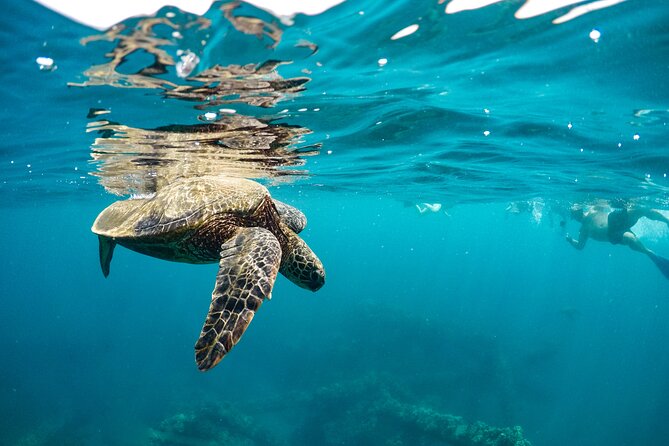 Eco-Raft Tour: Maui-Lanai Snorkel / Dolphin Watch (Semi-Private) - Practical Stuff That Can Make or Break Your Day