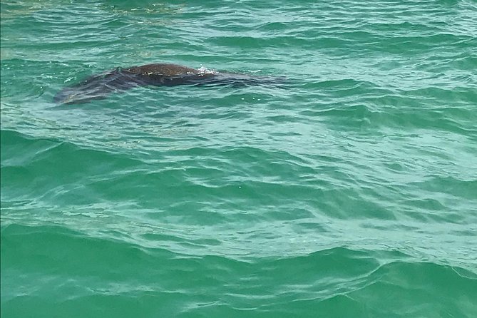 Egmont Key Snorkeling Dolphin Tour - How the Egmont Key dolphin hunt runs from Madeira Beach