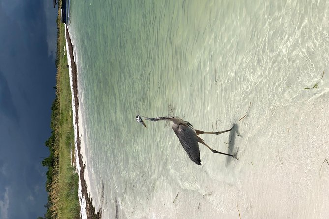 Egmont Key Snorkeling Dolphin Tour - Price and value: is $95 fair for a dolphin snorkel day?