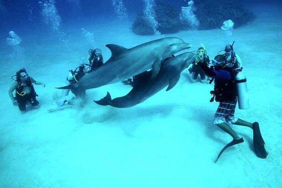 El Gouna Lagoon, Diving with Dolphin, Snorkeling & Lunch - El Gouna Lagoon Cruise: The Calm Start