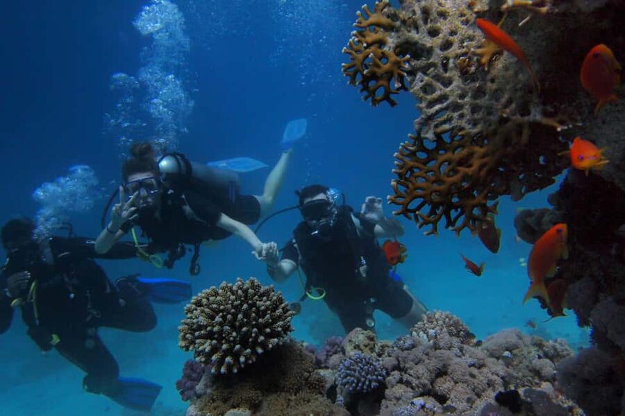 El Gouna Lagoon, Diving with Dolphin, Snorkeling & Lunch - Lunch On Board: Real Meal, Not Just a Snack