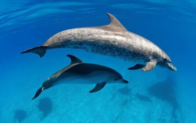 El Gouna Lagoon, Diving with Dolphin, Snorkeling & Lunch - Boat Experience and Transfers: Getting There Without Stress