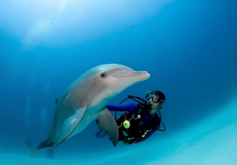 El Gouna Lagoon, Diving with Dolphin, Snorkeling & Lunch - Practical Tips That Make the Day Smoother