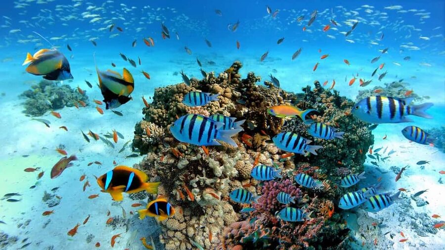 El Gouna Lagoon, Diving with Dolphin, Snorkeling & Lunch - Should You Book the El Gouna Lagoon + Dolphin Snorkeling/Scuba Tour?