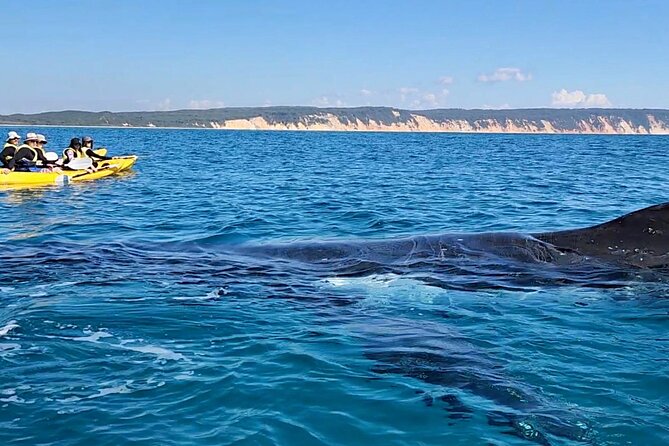 Epic Kayak With Dolphins & Wildlife - 4WD Beach Adventure Noosa - The 4WD beach drive: the thrill is real, and so is the sand