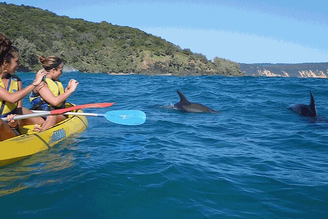Epic Kayak With Dolphins & Wildlife - 4WD Beach Adventure Noosa - What animals you’ll hunt for, and what sightings feel like