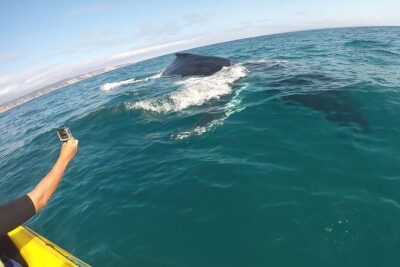 Epic Kayak With Dolphins & Wildlife - 4WD Beach Adventure Noosa - Double Island Point: where the kayaking actually makes sense
