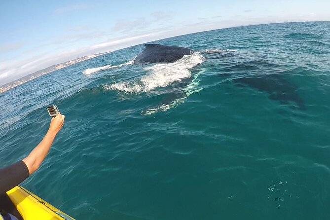 Epic Kayak With Dolphins & Wildlife - 4WD Beach Adventure Noosa - Double Island Point: where the kayaking actually makes sense