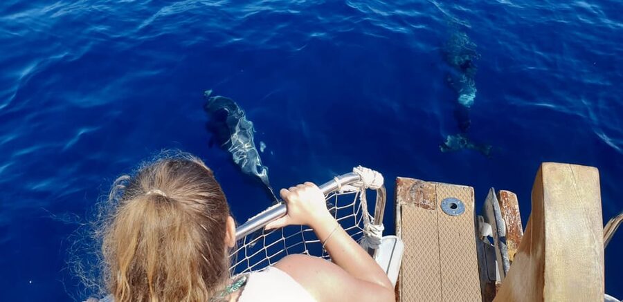 Estepona: Dolphin Search Boat Trip with Drink and Snacks - Key Points You’ll Actually Care About