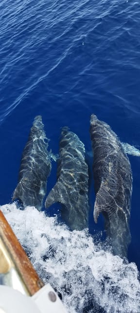 Estepona: Dolphin Search Boat Trip with Drink and Snacks - Practical Tips: What to Bring and How to Make It Easy