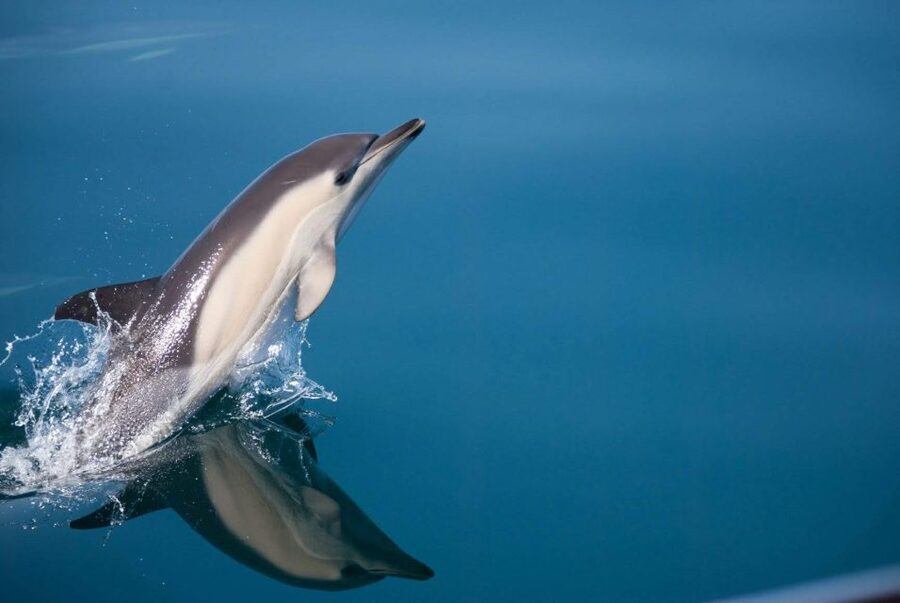 Estepona: Dolphin Watching Sailboat Cruise with Drink - What the 2-hour sail feels like on board