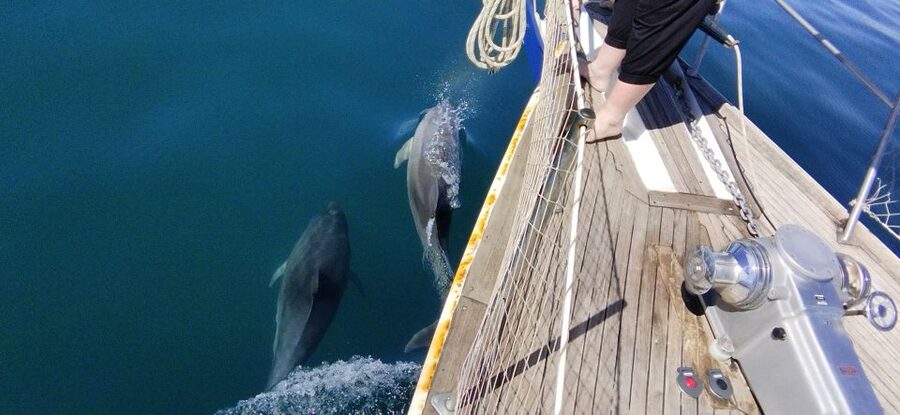 Estepona: Dolphin Watching Sailboat Cruise with Drink - How dolphin watching really works (and why the captain matters)
