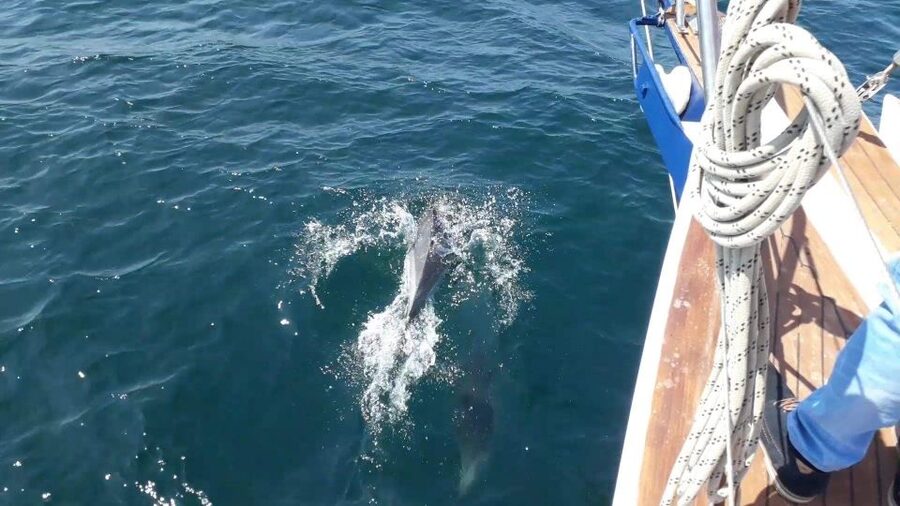 Estepona: Dolphin Watching Sailboat Cruise with Drink - The swimming stop: turquoise water, but only when conditions allow
