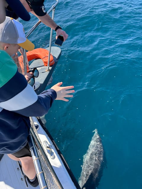 Estepona: Dolphins Searching Sea Cruise with Drink & Snacks - Shared vs private cruise: picking the vibe that fits your day