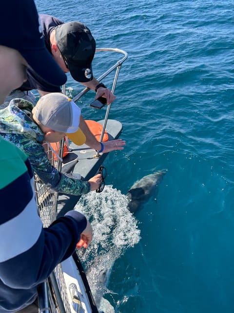 Estepona: Dolphins Searching Sea Cruise with Drink & Snacks - The dolphin hunt in the Bay of Estepona: what to watch and why the skipper’s role matters