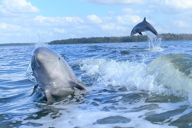 Everglades Birding, Dolphin and Wildlife Boat Tour (2 hours) - Entering the Everglades: why this “quiet” boat beats the airboat scene