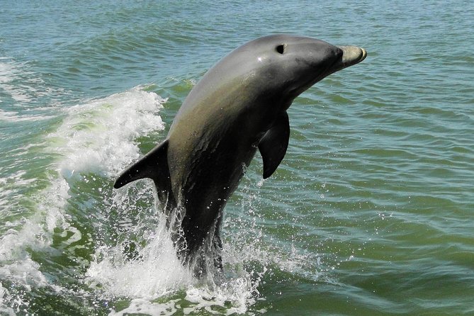 Everglades Birding, Dolphin and Wildlife Boat Tour (2 hours) - What your guide really adds: from mangroves to shell details