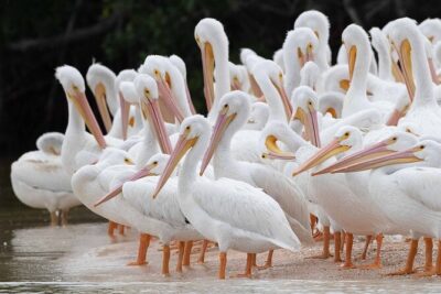 Everglades Birding, Dolphin and Wildlife Boat Tour (2 hours) - Your boat ride: shallow-water skiff comfort, seating limits, and the ladder step