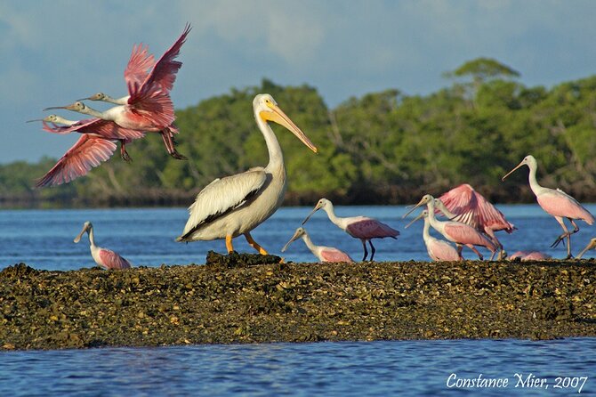 Everglades Birding, Dolphin and Wildlife Boat Tour (2 hours) - Birding kit and photo tips that actually help on a windy day