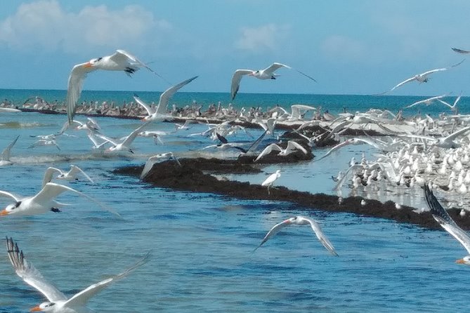 Everglades Birding, Dolphin and Wildlife Boat Tour (2 hours) - Value check: is $119.95 for 2 hours a fair deal?