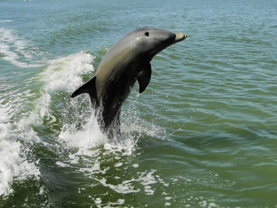 Everglades National Park: 2 hour Dolphin & Birding Boat Tour - Key things I’d watch for on this tour