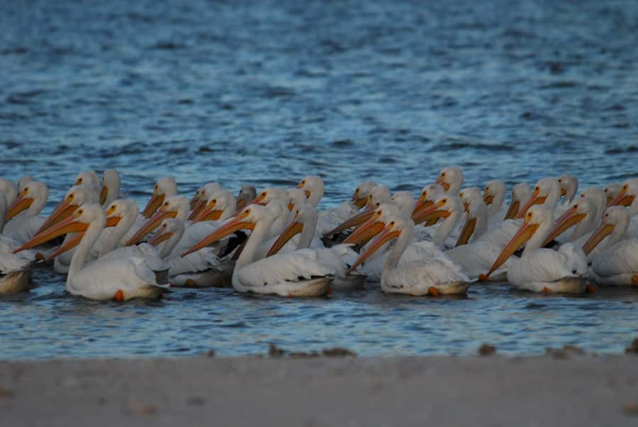 Everglades National Park: 2 hour Dolphin & Birding Boat Tour - On the water: how the quiet powerboat reaches flooded birding zones