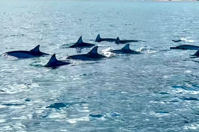 Exciting Dolphin encounters in the Maurtius's lagoon - Price and Value: Is $58.07 a Fair Deal?