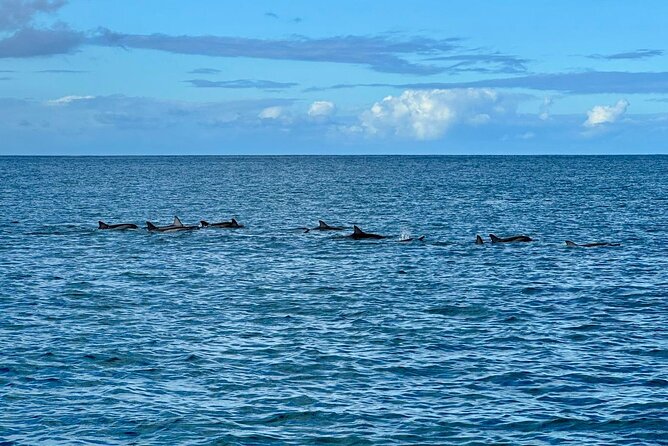 Exciting Dolphin encounters in the Maurtius's lagoon - Weather, Permits, and Boat Traffic: How to Think About the Risks
