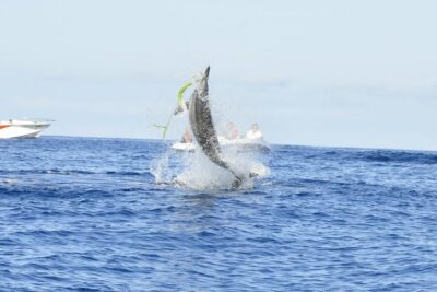 Exclusive Dolphins Encounter - The Black River speedboat ride: fast access to the dolphin zone