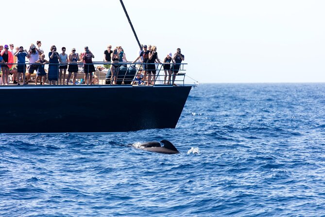 Exclusive Freebird Catamaran Whale & Dolphin to Masca From South - Group Size and What That Means for Your Day