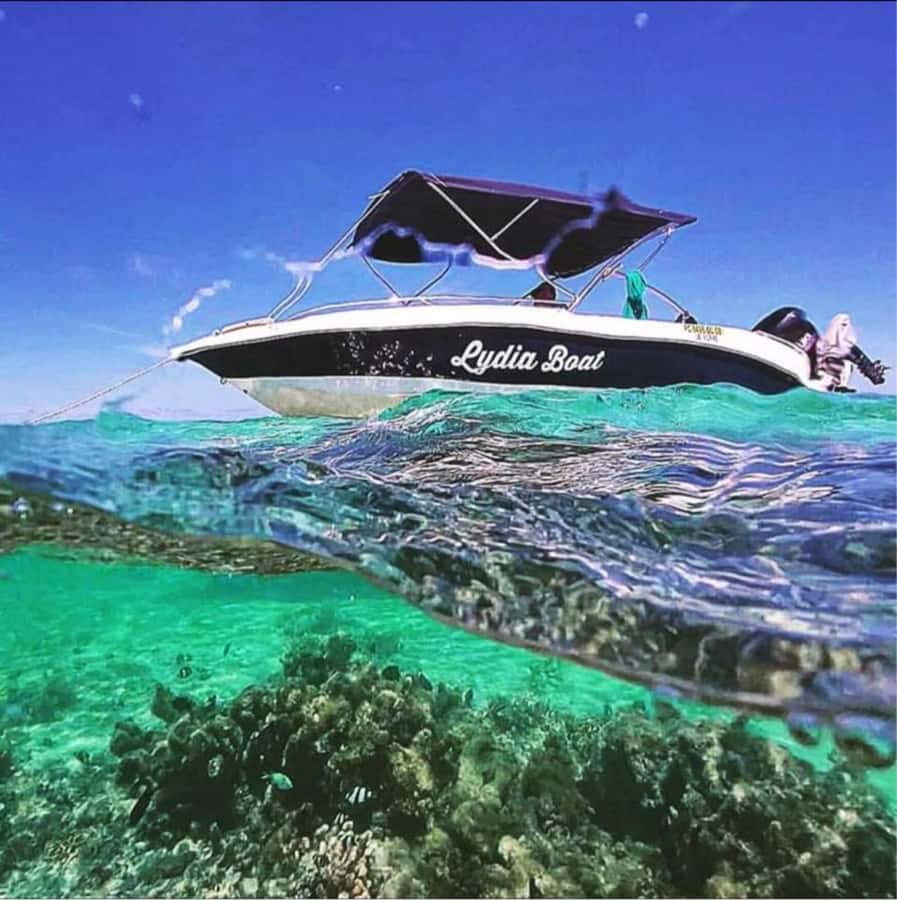 Exclusive:full-day/Dolphins watch& swimming Crystal Rock+Bbq - Value check at $293 per person