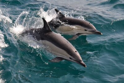 Excursion to Gibraltar with Dolphin Watching from Malaga - Value and budget: what $74.70 covers and what you still pay for