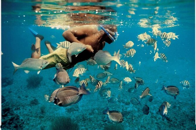 Experience Dolphin watching and snorkeling in Muscat - Starting at Marina Bandar Al Rowdha: the timing that sets the tone