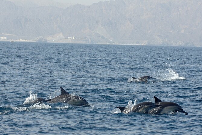 Experience Dolphin watching and snorkeling in Muscat - Price and value: why $58.50 can make sense here