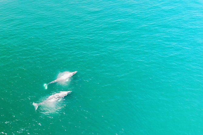 Family and Private Group Whale and Dolphin Watching - Quick take: what matters most on this tour